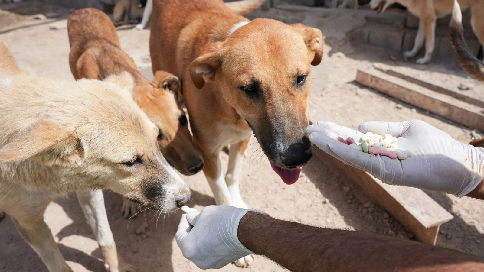 Nourishing Strays and Wildlife