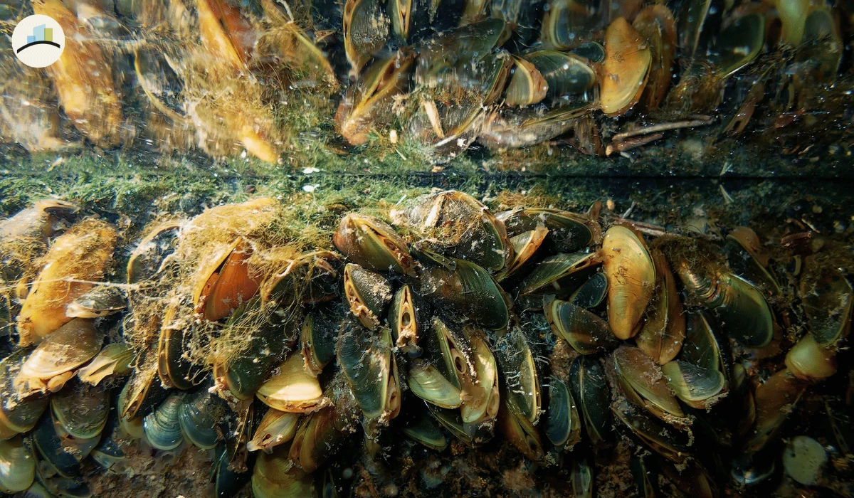 California's $20 Billion Delta Tunnel Could Spread the Same Golden Mussel Crisis That Just Triggered a State of Emergency