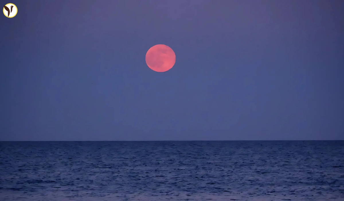 Strawberry Moon 2025