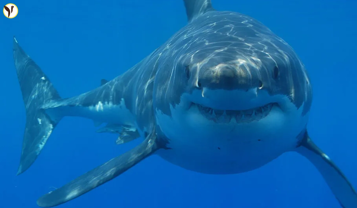 great white shark