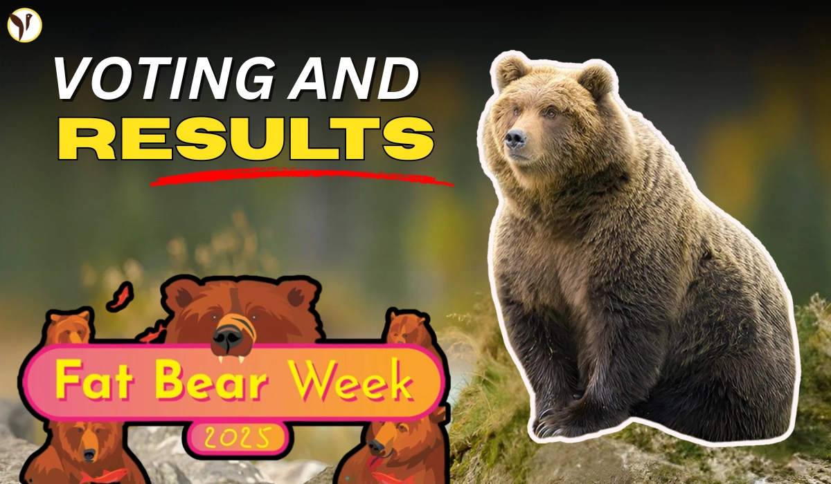 Fat Bear Week 2025