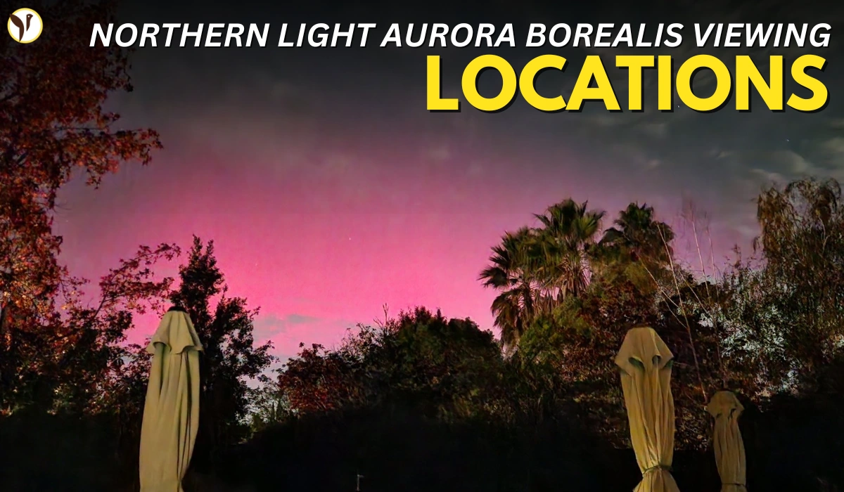 Northern Lights Aurora Forecast