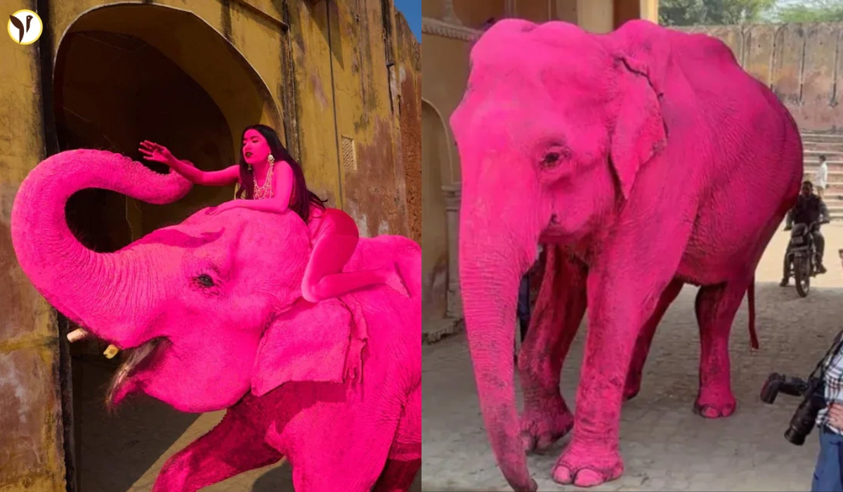 Pink Elephant